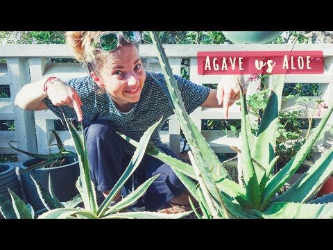 Piante Simili all’Aloe: Scopri le Alternative Ideali