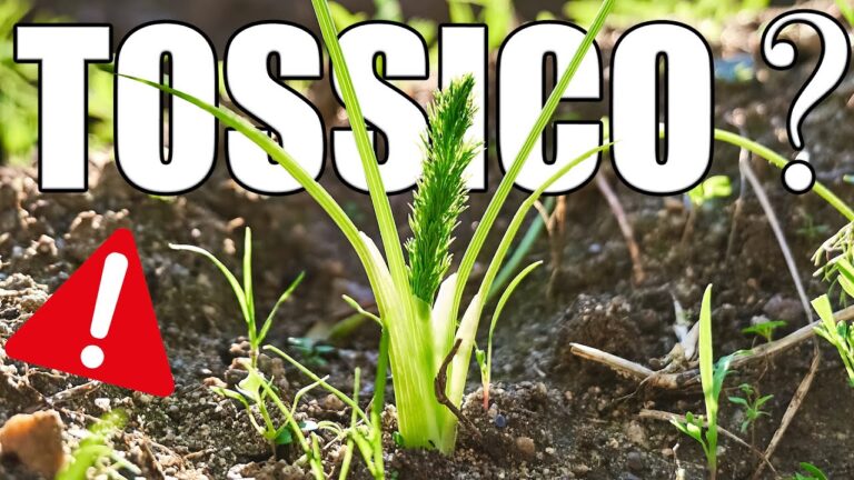 La verità sulla canna comune: è velenosa?