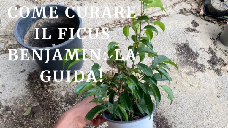 Ficus Benjamin: Cura e Manutenzione di Rami Secchi