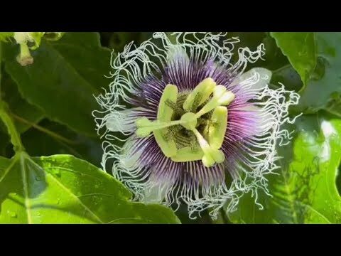 Coltivare la Frutta della Passione: Guida alla Pianta Ideale