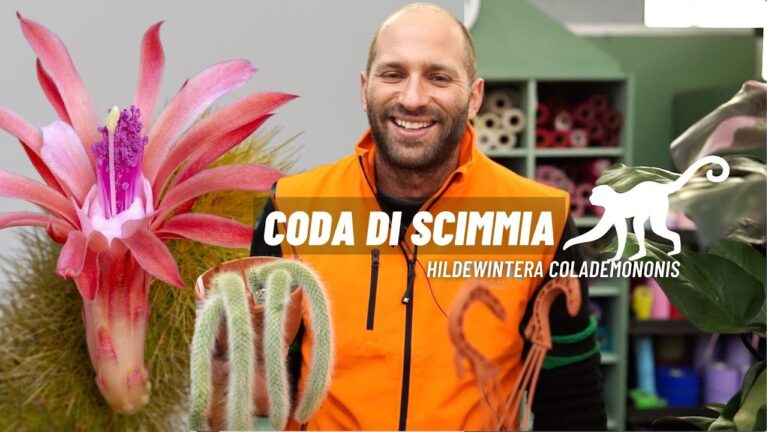 Prezzo del Callistemon: Guida all’Acquisto e Valutazioni di Mercato