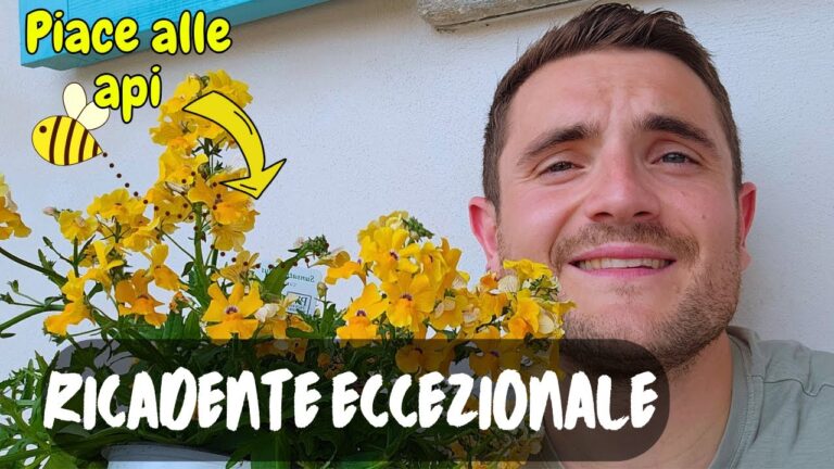 Guida alla Coltivazione della Nemesia Balcone