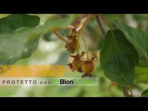 Prezzo Competitivo di Bion 50 WG: Scopri le Offerte