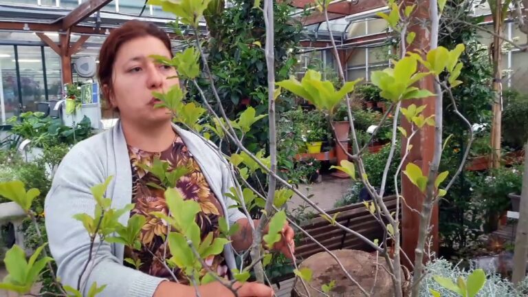 Guida all’uso del concime per magnolia