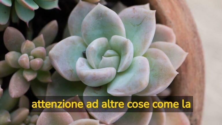 Cura e Bellezza delle Piante Grasse con Puntini Bianchi