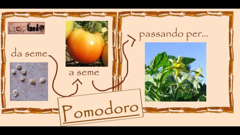 Il Ciclo Vitale della Pianta di Pomodoro