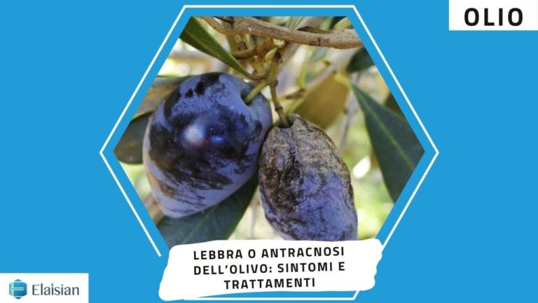 Guida alla Lebbra delle Olive: Cause e Soluzioni