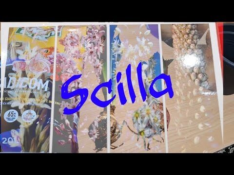 Guida alla Scilla: La Pianta Grassa Ideale per il Tuo Giardino