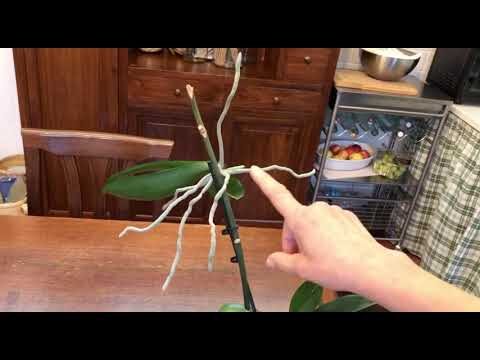 Guida alla Coltivazione dei Nuovi Germogli di Orchidea