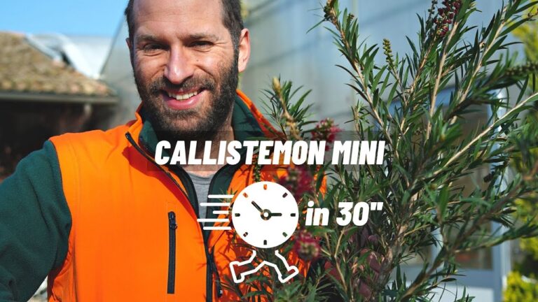 Varietà di Callistemon: Guida alla Scoperta delle Specie più Affascinanti