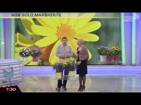 Piante Affini alle Margherite: Bellezza e Varietà