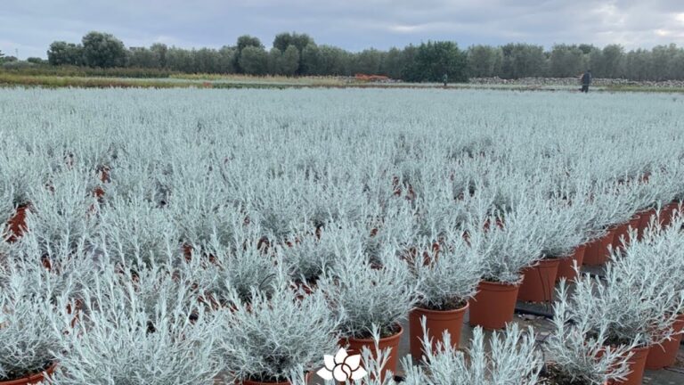 Piante con Foglie Argentate: Guida alla Scelta e Cura