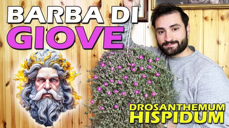 Affrontare l’Inverno con la Barba di Giove