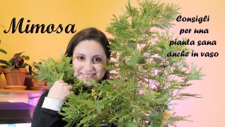 Guida alla Coltivazione delle Piante Mimosa in Vaso