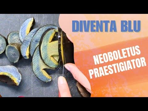 Il Porcino che Diventa Blu al Taglio: Un Fenomeno Affascinante