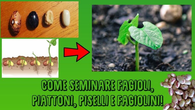 Distanza Ideale tra le Piante di Fagioli