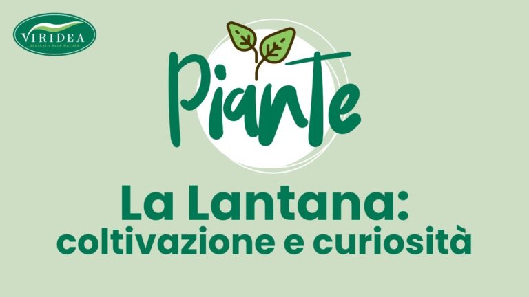 Lantane Tappezzanti: Eleganza e Funzionalit&agrave; per gli Spazi Interni