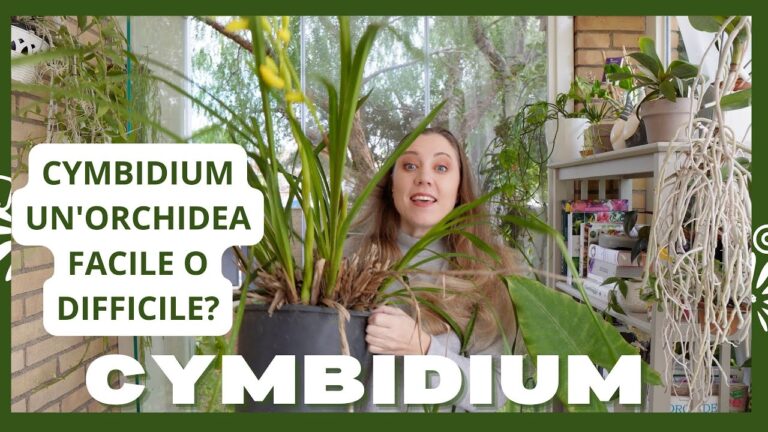 Piante Simili all’Orchidea: Guida alla Scoperta