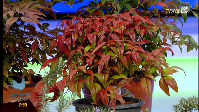 Nandina Sofferente: Guida alla Cura e alla Crescita Ottimale