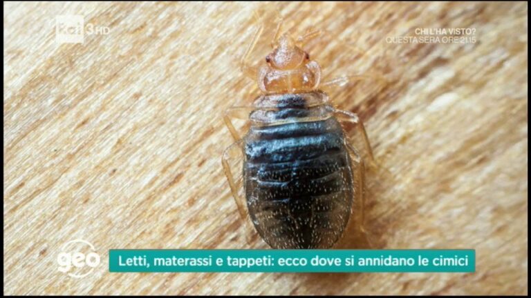 Guida alla Prevenzione e Controllo delle Larve di Cimici