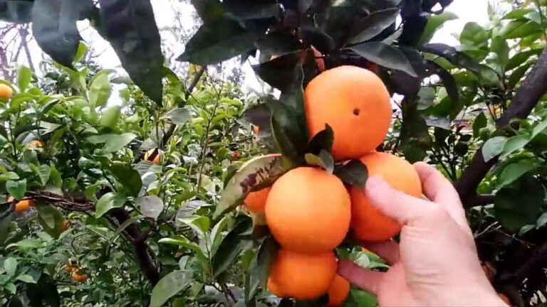 Quando Fiorisce l’Arancio: Guida alla Fioritura e Cura
