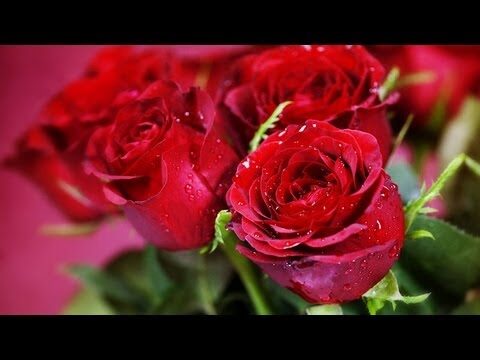 I Fiori Rari: Scopri i Più Belli del Mondo
