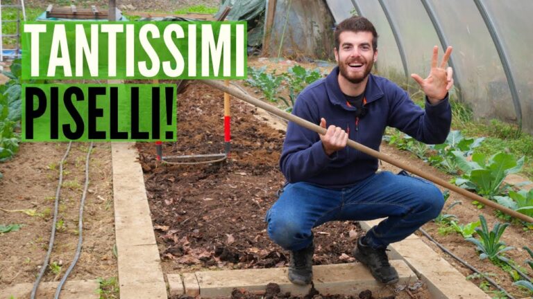 Guida alla Semina dei Piselli: Tecniche e Vantaggi