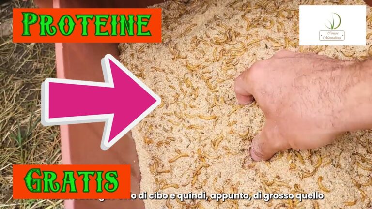 Guida Essenziale sui Coleotteri della Farina