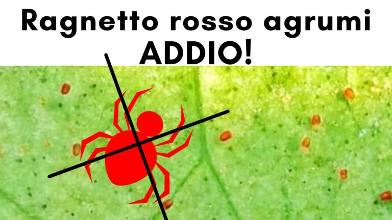 Guida al Riconoscimento e Controllo del Ragno Rosso Limone