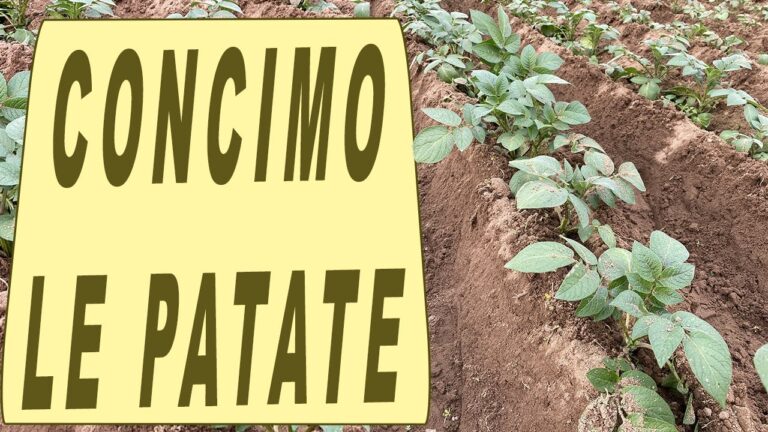 Guida all’uso del concime 18 46: Vantaggi e Applicazioni