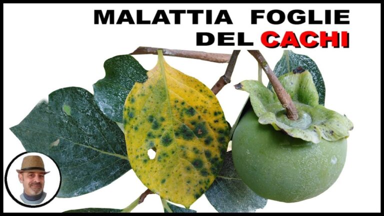 I Benefici della Foglia del Caco nella Salute e nel Benessere