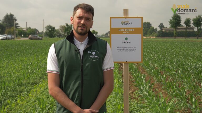 Clomazone: Efficacia e Applicazioni nel Diserbo Agrario