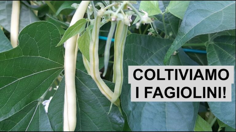Coltivazione delle Piante di Fagiolini Nani: Guida Pratica e Vantaggi