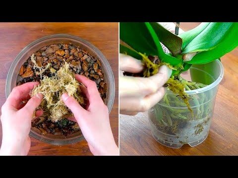 Terriccio Ideale per Orchidee: Guida alla Scelta Perfetta