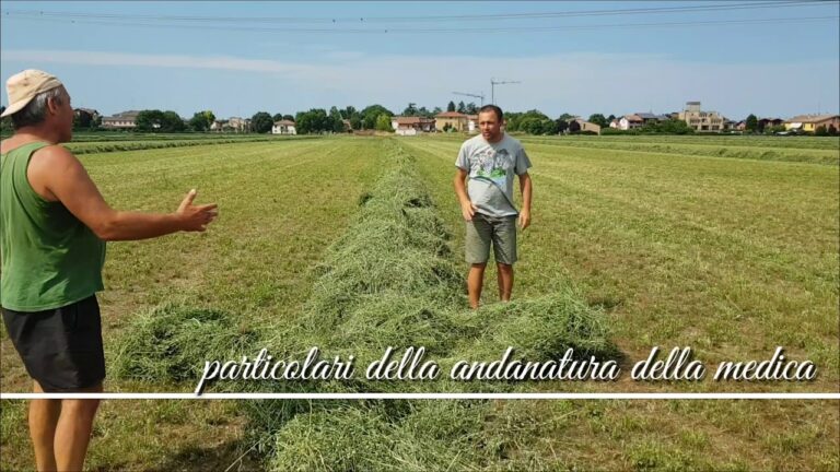 Quando Seminare l’Erba Medica? Guida Pratica