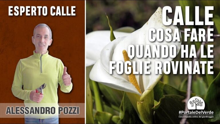 Guida alla Potatura delle Calle in Vaso