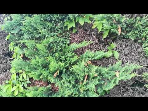 Distanza Ottimale per la Coltivazione delle Siepi di Leylandii