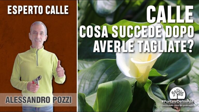 Quando e come tagliare le foglie delle calle