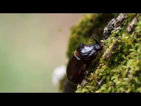 Forza del Scarabeo Rinoceronte: Un Esempio di Resilienza Naturale