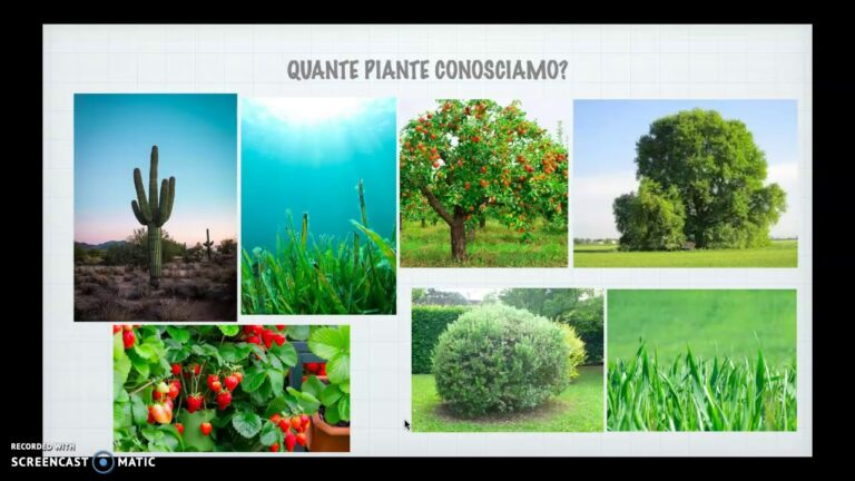 Guida agli Arbusti: Caratteristiche e Utilizzi