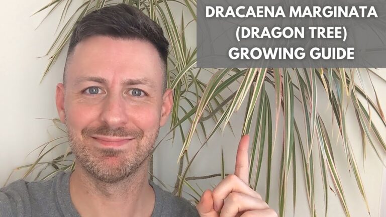 Guida alla Cura della Pianta Dracaena Marginata