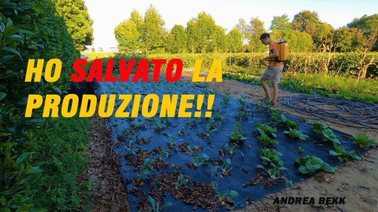 Prezzo Competitivo della Zeolite Cubana