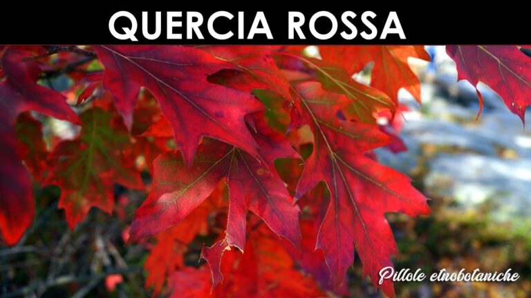 Crescita Ottimale della Quercia Rossa