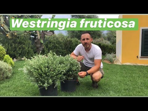 Piante Simili al Rosmarino: Scopri le Alternative Aromatiche