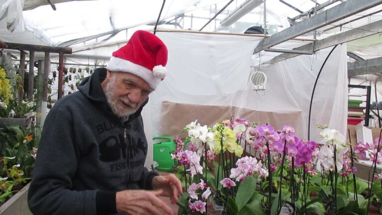 Temperature Minime Ideali per le Orchidee