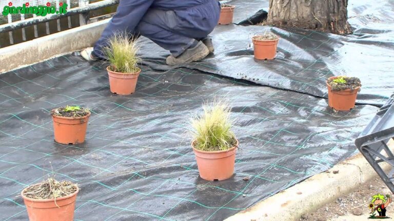 Guida alla Creazione di Aiuole con Piante Perenni