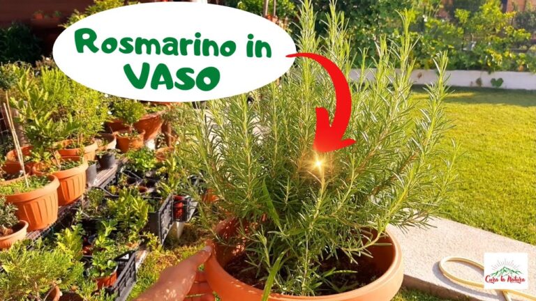 Vasi Ideali per Coltivare Rosmarino