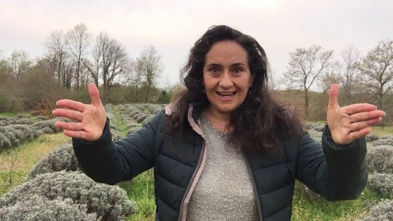 Guida alla Coltivazione della Lavanda in Campo Aperto