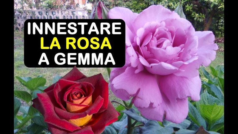 Ibisco Stella Rossa: Bellezza e Benefici della Pianta