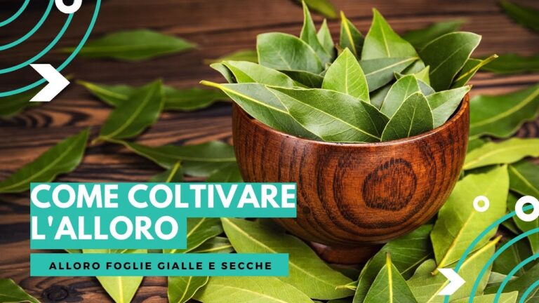 Utilizzo delle Foglie di Alloro Accartocciate in Cucina